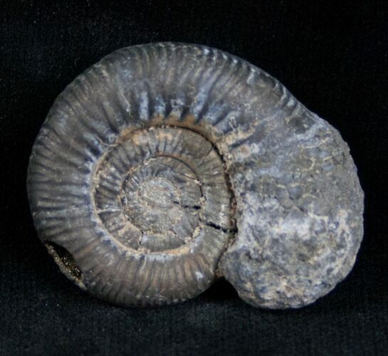 Pyritized Ammonite From Russia - #7286